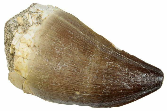 Fossil Mosasaur (Prognathodon) Tooth - Morocco #259991